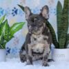 Image of Chief, a French Bulldog puppy