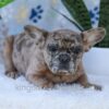 Image of Gracie, a French Bulldog puppy