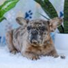 Image of Gracie, a French Bulldog puppy