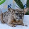 Image of Gracie, a French Bulldog puppy