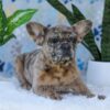 Image of Gracie, a French Bulldog puppy