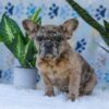 Image of Gracie, a French Bulldog puppy