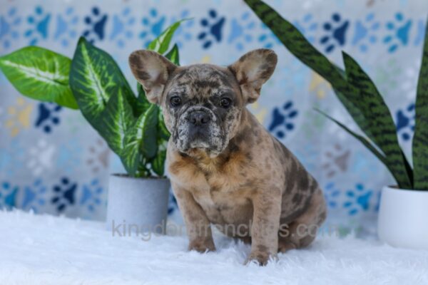 Image of Gracie, a French Bulldog puppy