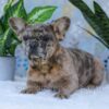 Image of Gracie, a French Bulldog puppy