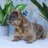 Image of Gracie, a French Bulldog puppy