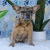 Image of Gracie, a French Bulldog puppy