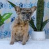 Image of Gracie, a French Bulldog puppy
