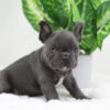Image of Star, a French Bulldog puppy
