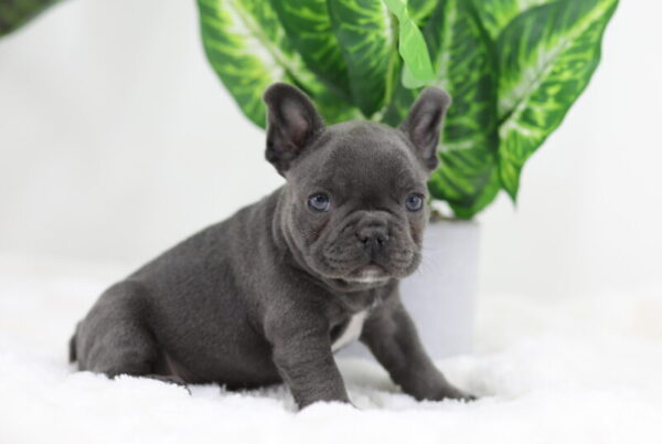 Image of Star, a French Bulldog puppy