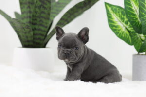 Image of Star, a French Bulldog puppy