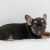 Image of Abby, a French Bulldog puppy