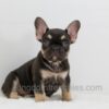 Image of Abby, a French Bulldog puppy