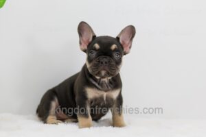 Image of Abby, a French Bulldog puppy