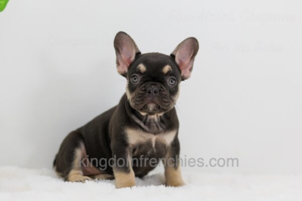 Image of Abby, a French Bulldog puppy