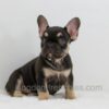 Image of Abby, a French Bulldog puppy