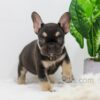 Image of Abby, a French Bulldog puppy