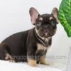 Image of Abby, a French Bulldog puppy