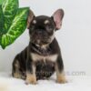 Image of Abby, a French Bulldog puppy