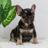 Image of Abby, a French Bulldog puppy