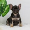 Image of Abby, a French Bulldog puppy