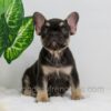 Image of Abby, a French Bulldog puppy