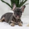 Image of Ace, a French Bulldog puppy