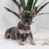 Image of Ace, a French Bulldog puppy