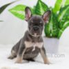 Image of Ace, a French Bulldog puppy
