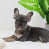 Image of Ace, a French Bulldog puppy