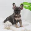 Image of Ace, a French Bulldog puppy