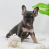 Image of Ace, a French Bulldog puppy