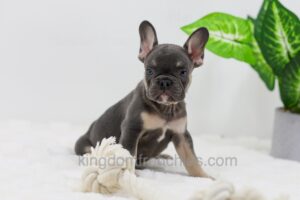 Image of Ace, a French Bulldog puppy