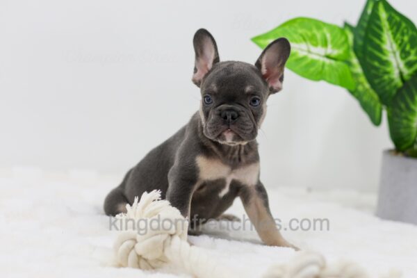 Image of Ace, a French Bulldog puppy