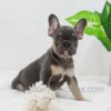 Image of Ace, a French Bulldog puppy