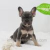 Image of Ace, a French Bulldog puppy