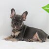 Image of Ace, a French Bulldog puppy