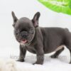 Image of Aspen, a French Bulldog puppy