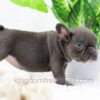 Image of Aspen, a French Bulldog puppy