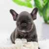 Image of Aspen, a French Bulldog puppy