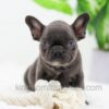Image of Aspen, a French Bulldog puppy