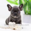 Image of Aspen, a French Bulldog puppy