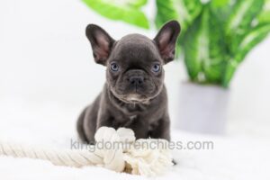 Image of Aspen, a French Bulldog puppy