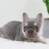 Image of Blaze, a French Bulldog puppy