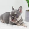 Image of Blaze, a French Bulldog puppy