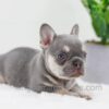 Image of Blaze, a French Bulldog puppy