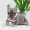 Image of Blaze, a French Bulldog puppy