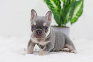 Image of Blaze, a French Bulldog puppy