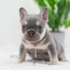 Image of Blaze, a French Bulldog puppy
