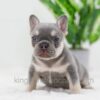 Image of Blaze, a French Bulldog puppy