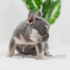 Image of Blaze, a French Bulldog puppy
